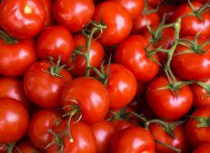 Fresh Turkish Tomatoes - Turkish Goods
