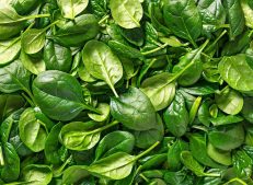 Turkish Goods - Supplier of Fresh and Vibrant Spinach