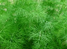 Fresh Turkish Dill Leaves in a Bundle - Turkish Goods