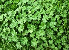 Turkish Goods Hibiscus : A vibrant and elegant floral infusion