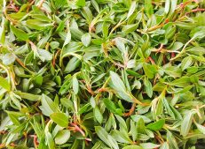 Turkish Goods - Supplier of Fresh and Distinctive Knotweed