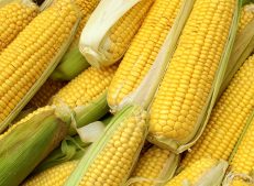 Fresh Turkish Corn on the Cob - Turkish Goods