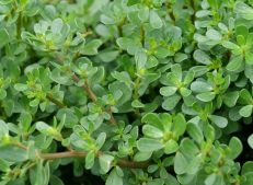Harvested Turkish Purslane Ready for Export - Turkish Goods