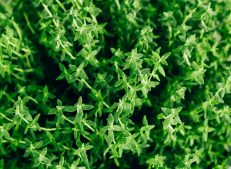 Fresh Turkish Thyme Leaves in a Bundle - Turkish Goods