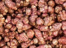 Harvested Turkish Jerusalem Artichokes Ready for Export - Turkish Goods