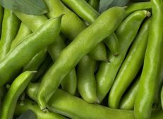 Organic fresh broad beans bunch is a healthy and delicious vegetable alternative.