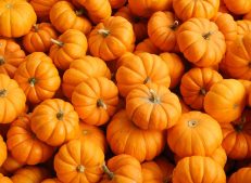 Organic pumpkin stands out as a healthy and natural food source.