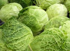 Organic cabbage bunch provides your business with healthy and fresh vegetables in bulk.