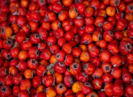 Turkish Goods - Supplier of Fresh and Nutrient-Rich Hawthorn