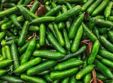Turkish Goods Cucumber