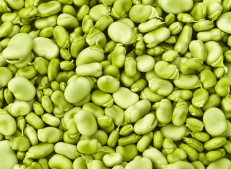 Harvested Turkish Broad Beans Ready for Export - Turkish Goods