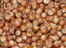 Fresh hazelnuts: a healthy source of energy from nature
