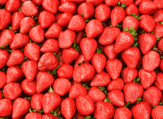 Strawberries Ready for Export - Turkish Goods