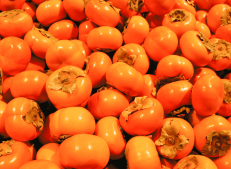 Wholesale Persimmon Supply for Your Business. Discover the Freshest and Natural Dates!