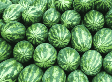 Turkish Goods Premium Watermelons - Turkish Goods