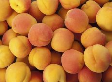 Buy wholesale apricot in bulk from Turkish Goods
