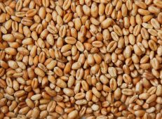 Buy wholesale wheat grains in bulk from Turkish Goods