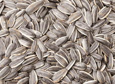 Harvested Turkish Sunflower Seeds Ready for Export - Turkish Goods