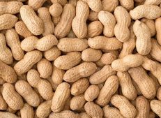 Buy wholesale peanut in bulk from Turkish Goods