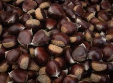 Turkish Goods Harvest: Premium Turkish Chestnuts