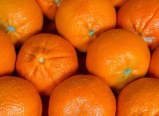 Best Quality Turkish Mandarins