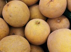 Premium Turkish Melons for Culinary Excellence