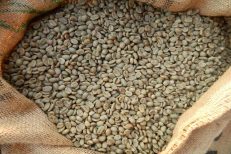 Premium Quality Guatemalan Coffee Beans